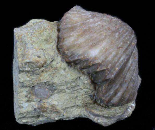 Platystrophia Brachiopod Fossil From Kentucky #35125